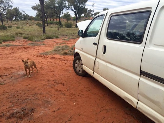 Dingo and camper van Northern Territory
