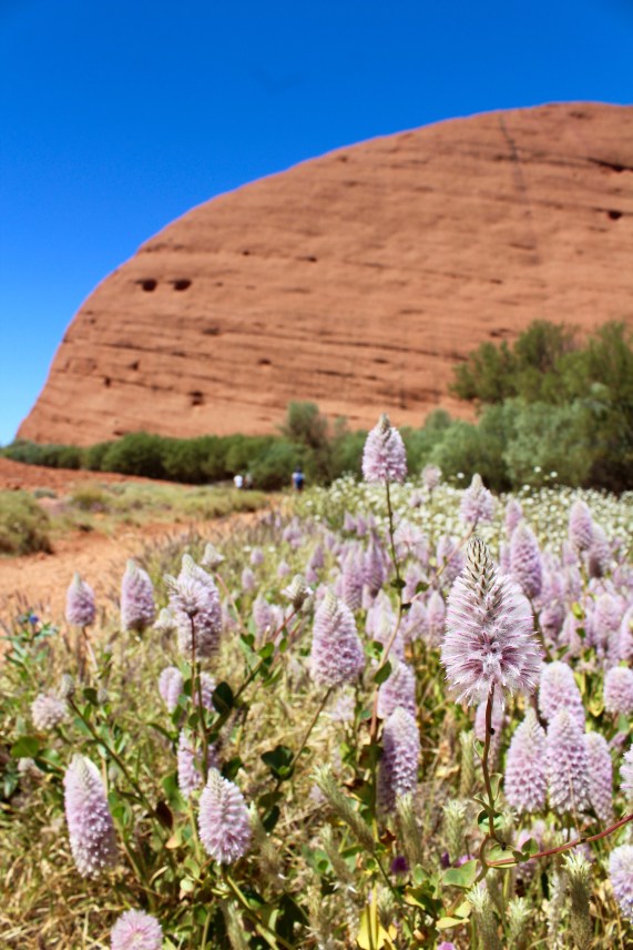 Wildflower close up Kata Tjuta Northern Territory