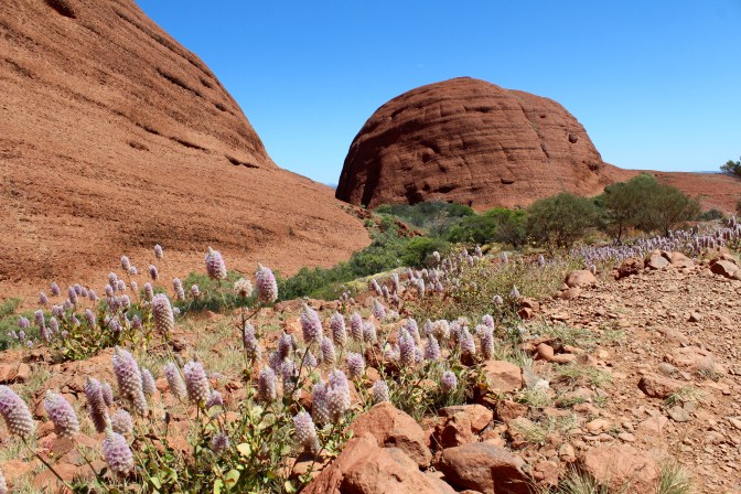 Close up of Kata Tjuta domes Northern Territory
