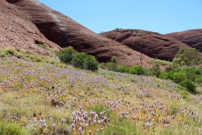 Kata Tjuta landscape with wildflowers Northern Territory