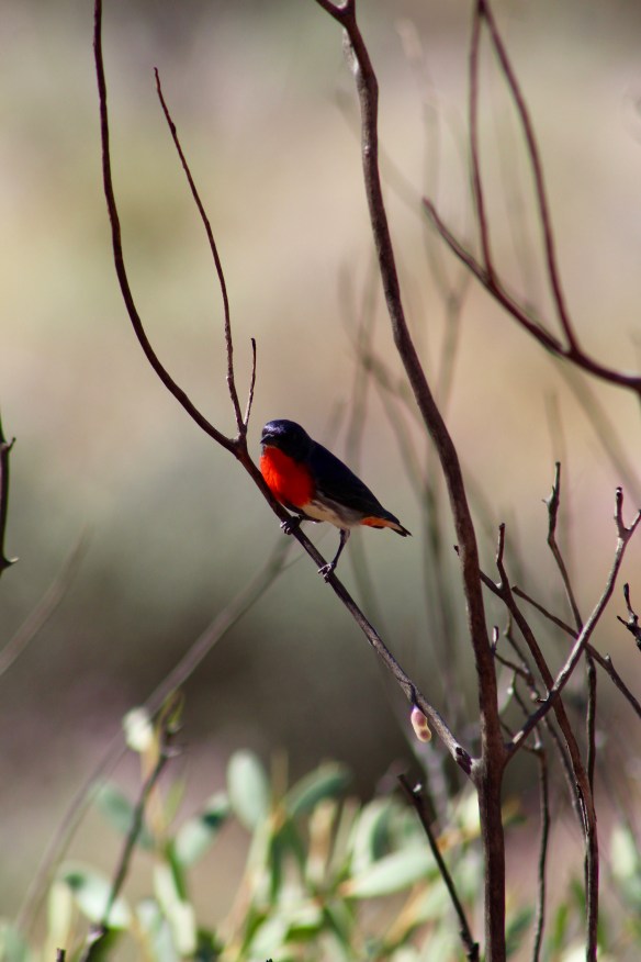 Red breasted bird Kata Tjuta Northern Territory