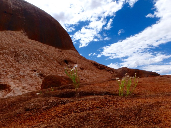 Wildflowers on Uluru rock face Northern Territory