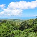 Where the forest meets the sea: Discovering the Daintree Rainforest