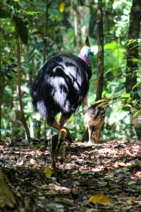 Rear view Southern cassowary and chick in Daintree Rainforest