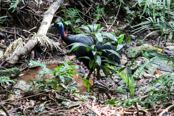 Male southern cassowary with chick