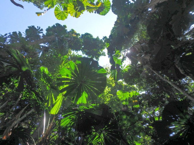Looking up at fan palms