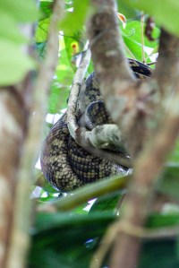 Python in tree, Daintree Rainforest