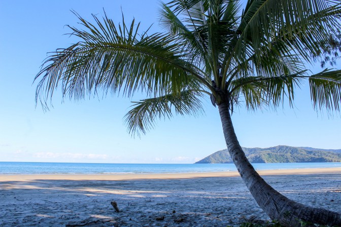 View of palm and reef from Daintree rainforest