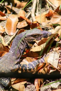 Lace monitor close up Daintree Rainforest