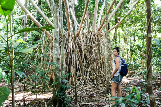 Mangrove tree Daintree Rainforest