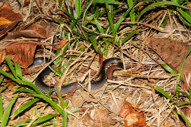 Snake killing lizard
