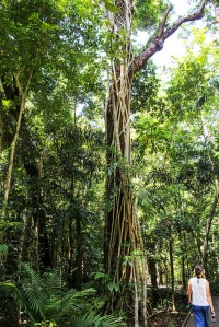 Huge strangular fig covering tree in Daintree Rainforest