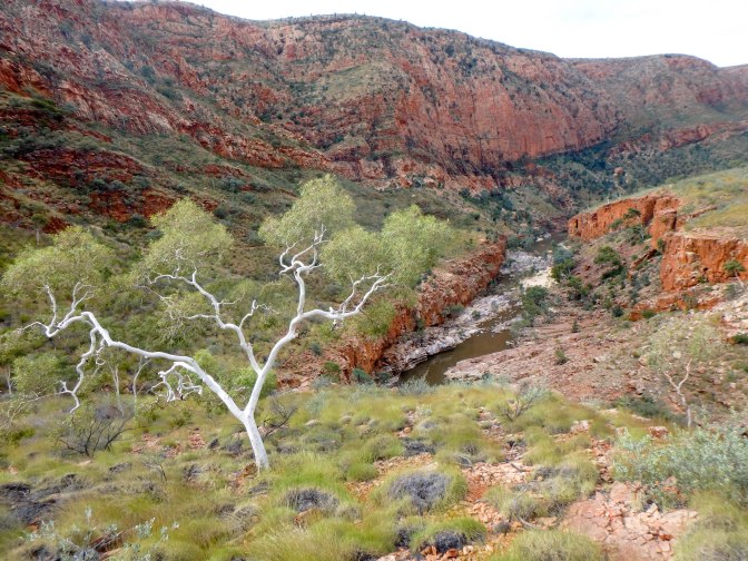 White gum tree, Ormiston Gorge, Northern Territory, Australia