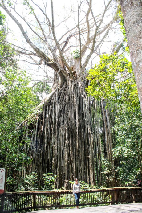 Curtain Fig Tree, Atherton Tablelands, Queensland