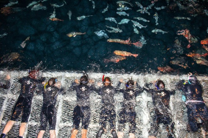 Swimming with sharks, Great Barrier Reef, Queensland