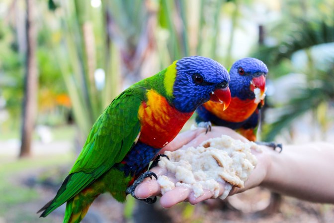 Rainbow lorikeets, Airlie Beach, Queensland, Australia