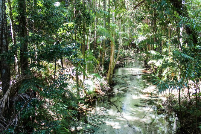 Rainforest, Fraser Island, Australia